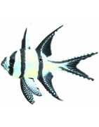 Apogonidae - Pterapogon