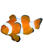 Amphiprion ocellaris (Anemonen oder Clownfisch) 